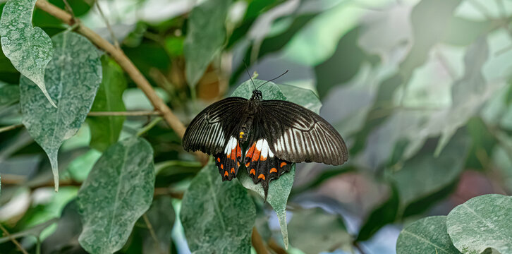 Black butterfly on fresh green tropical foliage layout background