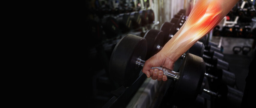 Cropped hand lifting dumbbell with muscle anatomy overlay for strength training