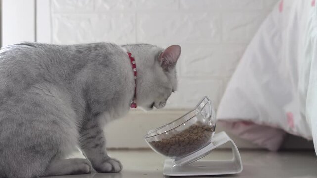 Side view of cute shorthair silver cat enjoying meal from ergonomic raised pet bowl at home.