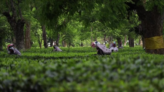 Dibrugarh, Assam, India &ndash; 5 August 2026: Tea workers harvest leaves among rows of lush green tea bushes in a scenic plantation surrounded by mature trees.