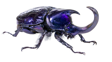 Iridescent purple rhinoceros beetle with large horn © Ophelia