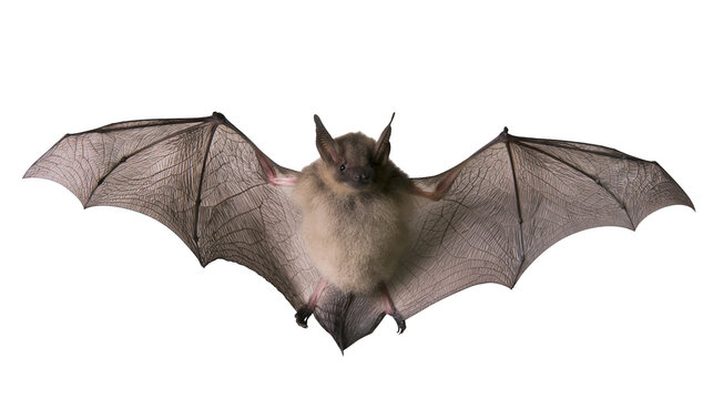 Bat with wings spread wide, facing forward