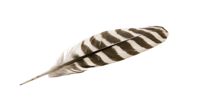 Bird feather with brown and white stripes