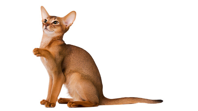 Abyssinian cat sitting with paw raised looking up