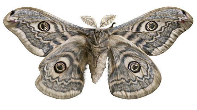 Large moth with eye spots on wings and feathery antennae