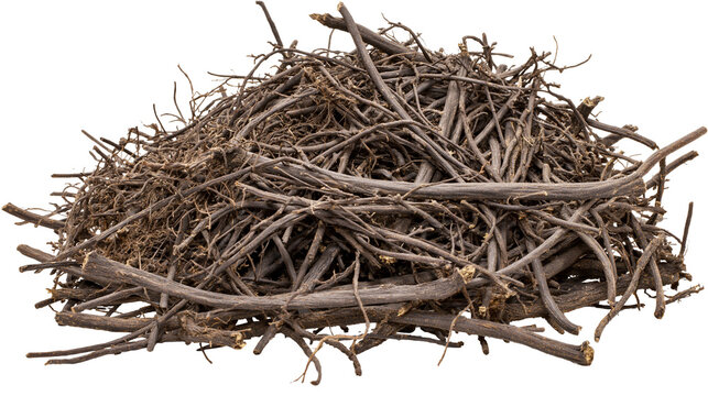 Pile of dry tangled twigs and branches