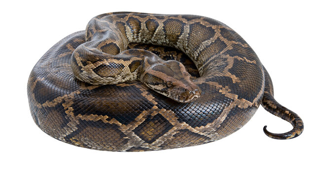 Coiled Python Snake with Brown and Black Scales