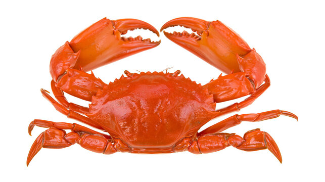 Whole cooked red crab with claws raised