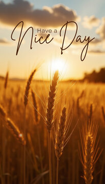Have a Nice Day - golden wheat stalks glowing in warm sunset light.