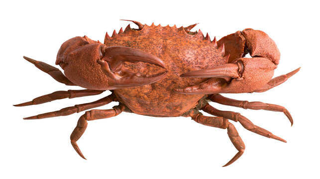 Orange crab with sharp claws and spiky shell