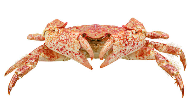 Red speckled crab with large claws spread wide