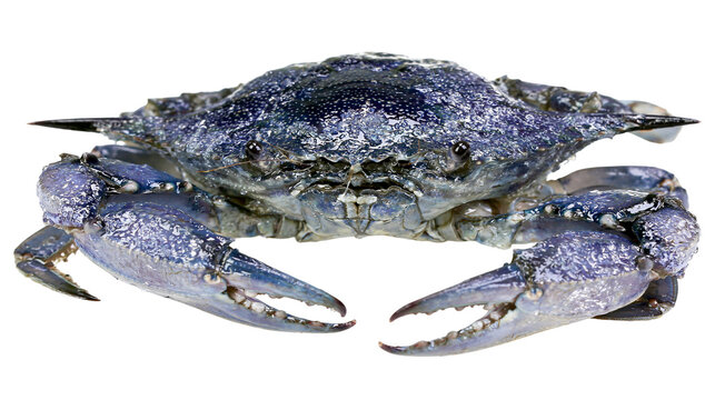 Blue crab with sharp claws and textured shell