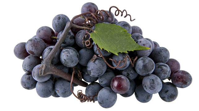 Dark blue grapes with green leaf and tendrils