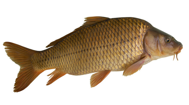 Common carp fish with golden scales and orange fins
