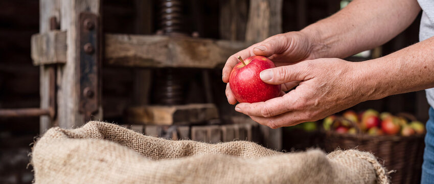 Hands holding fresh red apple over burlap sack near rustic cider press during autumn harvest