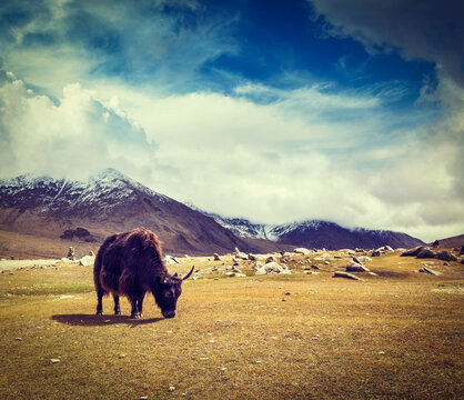 Vintage retro hipster style travel scene of yak grazing in Himalayas mountains. Ladakh, India