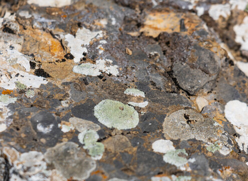 Close-up of lichen growing on rocky surface
