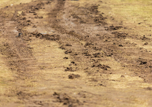 Muddy ground shows scattered wet patches and footprints