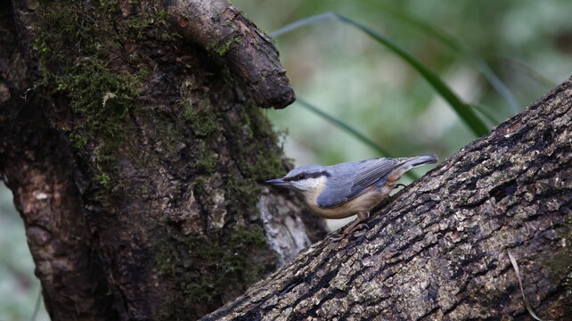 Nuthatch feeding in the woods