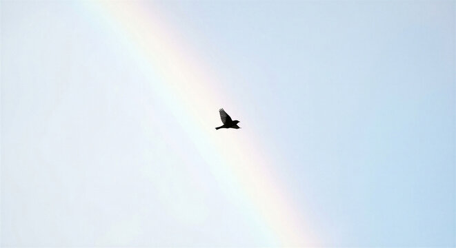 Silhouette of a small bird in flight against a faint rainbow in a clear sky