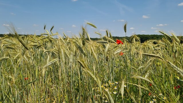 Un beau champ de bl&eacute; avec des coquelicots &agrave; la fin du printemps quelque part dans la vall&eacute;e de Chevreuse (Gometz-la-Ville, &Icirc;le-de-France)