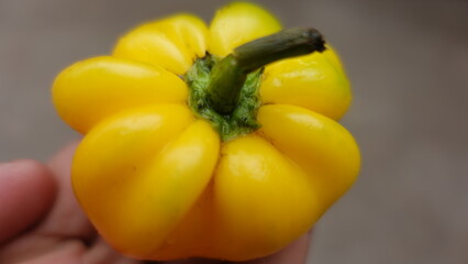Yellow bell peppers closeup © Ansar