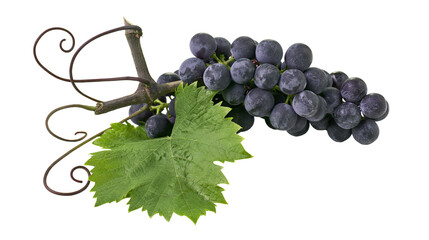 Dark blue grapes with green leaf and tendrils © Sylas