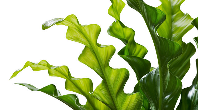 Green wavy leaves of Asplenium nidus plant