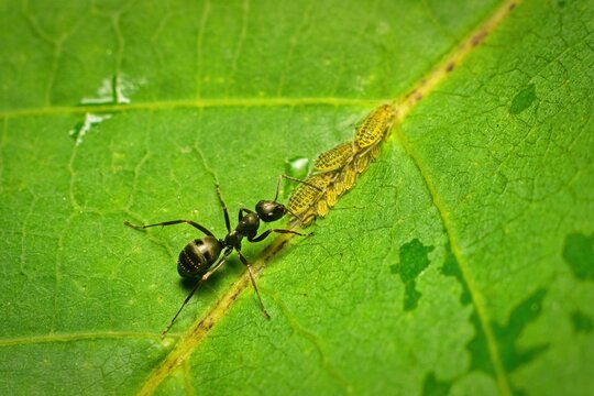 Extreme close up of a black ant protecting and farming aphids on a leaf surface, wildlife photography.