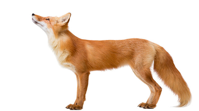 Red fox standing profile view looking up
