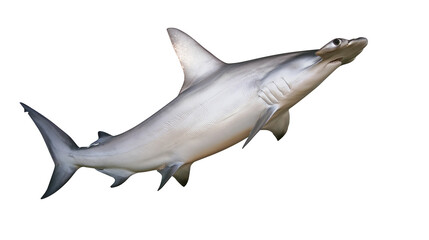 Naklejka premium Hammerhead shark swimming side view, white