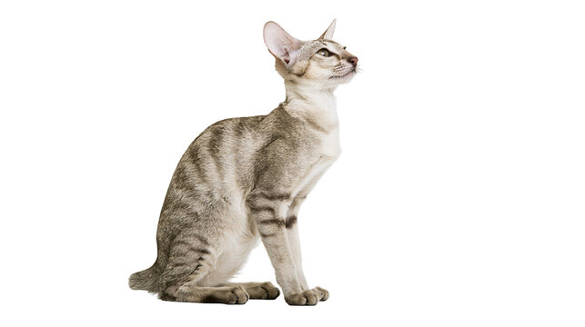 Oriental Shorthair cat with tabby markings sitting and looking up