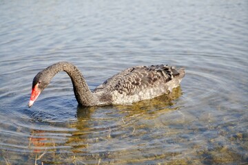 black swan in the lake © lily