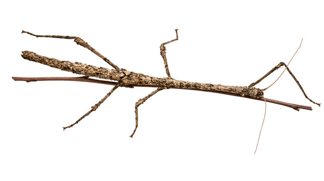 Brown stick insect with textured body and long legs on branch