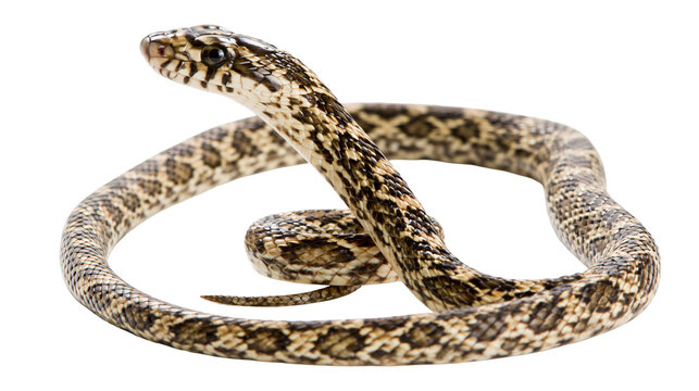 Brown and beige patterned snake coiled on white