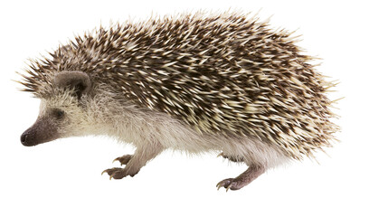 African pygmy hedgehog with sharp quills and soft fur © Sylas