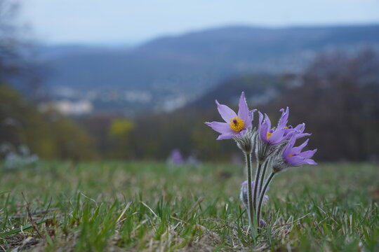 purple crocus flowers
