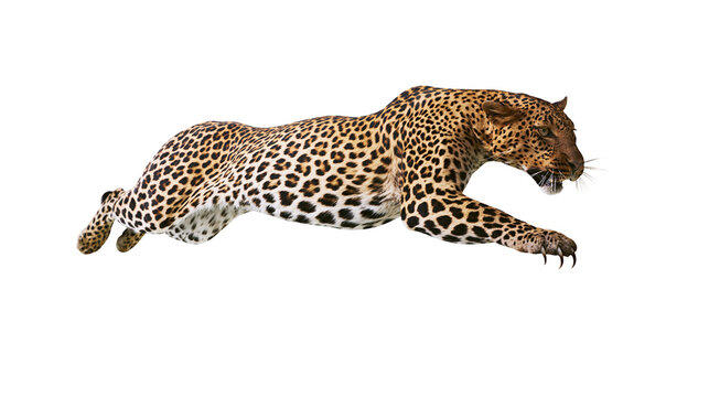 Leopard running with spotted fur and sharp claws