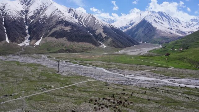 Herd of cattle grazing in mountain valley with rocky riverbed, snowcapped peaks, alpine meadow, livestock farming, pastoral scenery, wilderness exploration, travel photography, Truso valley, Georgia
