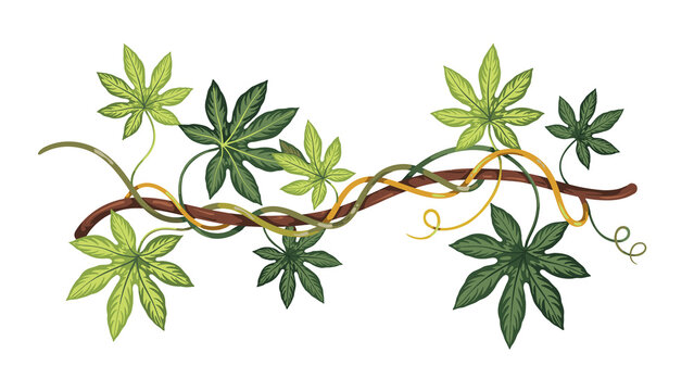 Tropical liana branch with green climbing vine leaves vector illustration