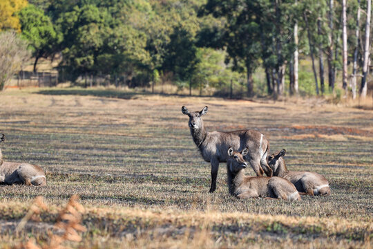 Herd of waterbuck resting in a grassy clearing, Kobus ellipsiprymnus, Southern Africa wildlife