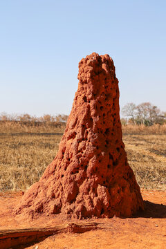 Large red termite mound rising from dry savanna grassland, Southern Africa, natural earth structure