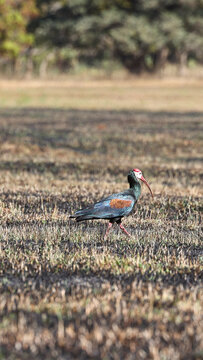 Southern bald ibis foraging in a burnt field, Geronticus calvus, threatened Southern African bird