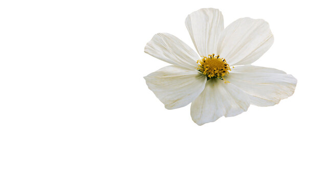 White Cosmos Flower with Yellow Center