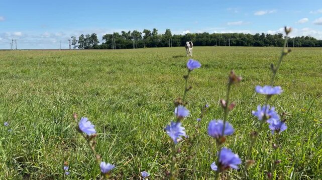 Black and white cow standing in a green pasture with blue chicory flowers in the foreground