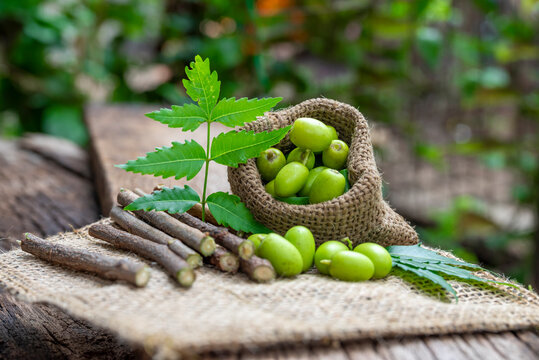 Neem fruit with neem sticks and leaf on wooden background. Medicinal neem leaves, fruit and branch
