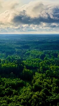 Vertical aerial hyperlapse shows cloud shadows moving across dense green forest canopy stretching toward misty horizon under overcast sky