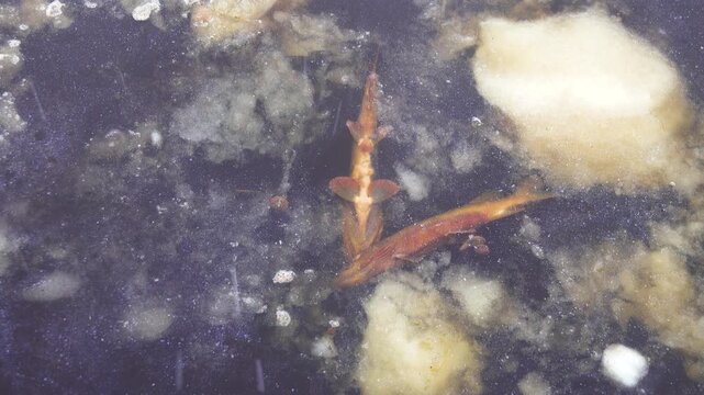A thaw in late winter. Lakes are melting. As it turned out, in the dead of winter there was a starvation of fish (winter kill), and the pike died