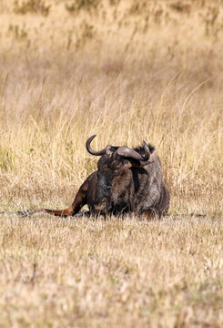 Black wildebeest resting in golden grassland, Connochaetes gnou, endemic to Southern Africa, Eswatini