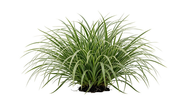 Single Japanese Sedge Grass Isolated on White Background Transparent PNG Ornamental Botanical Foliage